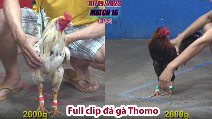 CPC4- TRẬN 16 | đá gà Thomo | 10/19/2023