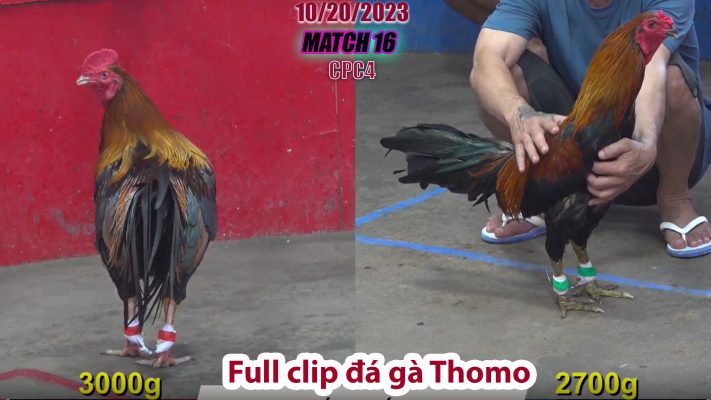 CPC4- TRẬN 16 | đá gà Thomo | 10/20/2023