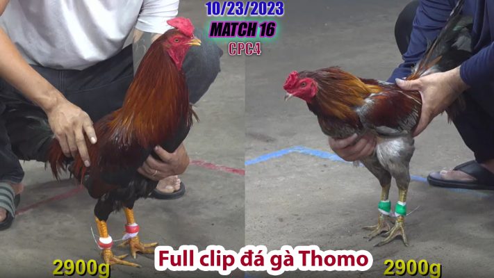 CPC4- TRẬN 16 | đá gà Thomo | 10/23/2023