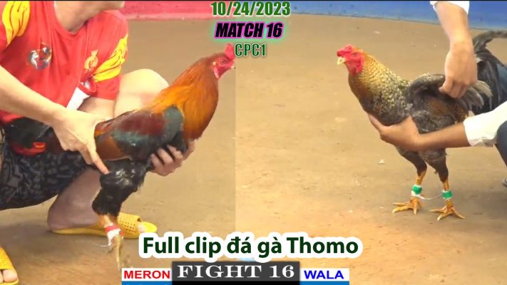 CPC1- TRẬN 16 | đá gà Thomo | 10/24/2023