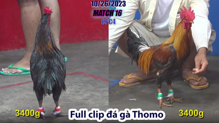 CPC4- TRẬN 16 | đá gà Thomo | 10/26/2023