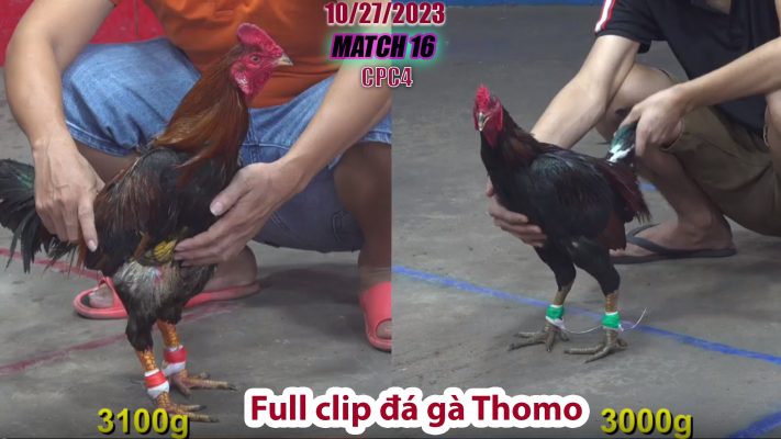 CPC4- TRẬN 16 | đá gà Thomo | 10/27/2023