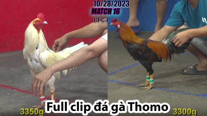 CPC4- TRẬN 16 | đá gà Thomo | 10/28/2023