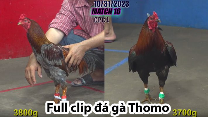 CPC4- TRẬN 16 | đá gà Thomo | 10/31/2023