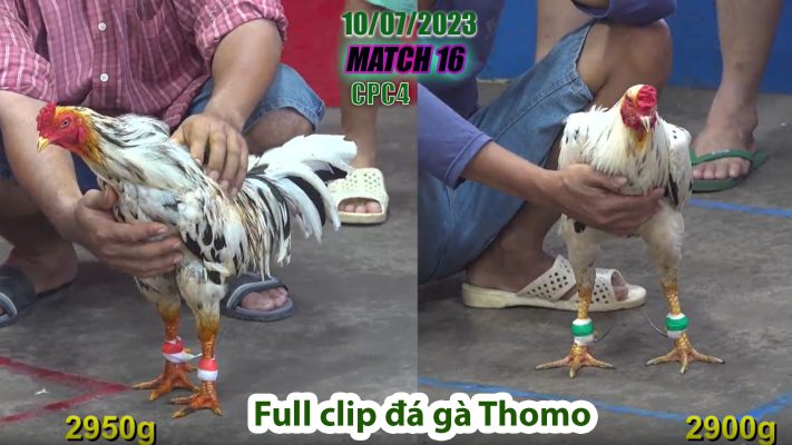 CPC4- TRẬN 16 | đá gà Thomo | 10/07/2023