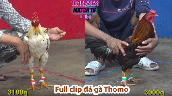 CPC4- TRẬN 16 | đá gà Thomo | 10/09/2023