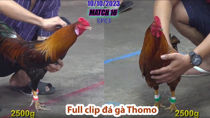 CPC4- TRẬN 16 | đá gà Thomo | 10/10/2023