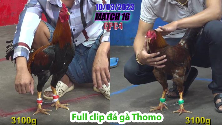 CPC4- TRẬN 16 | đá gà Thomo | 10/03/2023