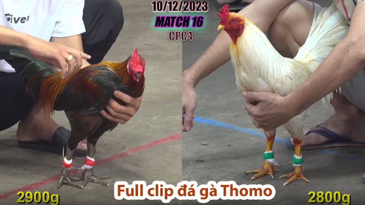 CPC4- TRẬN 16 | đá gà Thomo | 10/12/2023