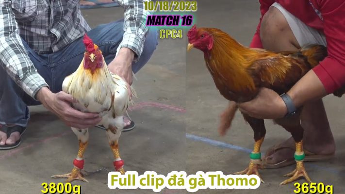 CPC4- TRẬN 16 | đá gà Thomo | 10/18/2023