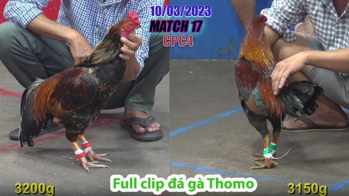 CPC4- TRẬN 17 | đá gà Thomo | 10/03/2023