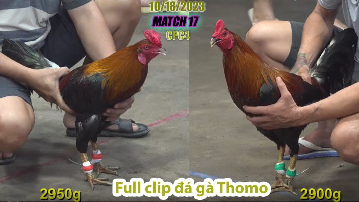 CPC4- TRẬN 17 | đá gà Thomo | 10/18/2023