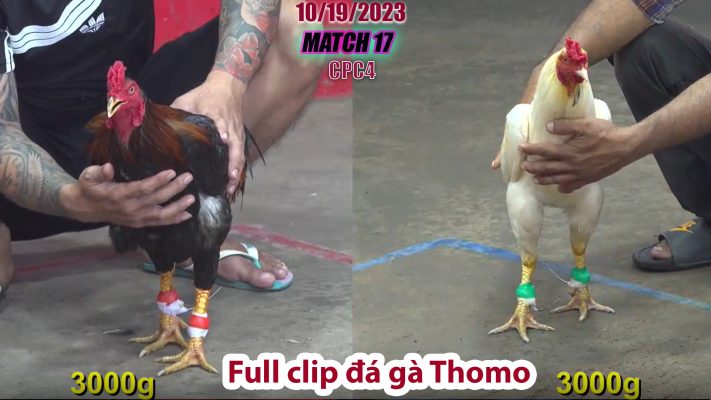 CPC4- TRẬN 17 | đá gà Thomo | 10/19/2023