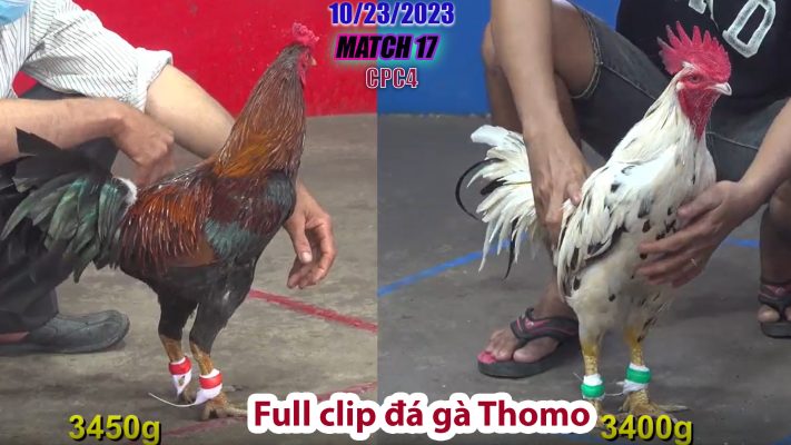 CPC4- TRẬN 17 | đá gà Thomo | 10/23/2023