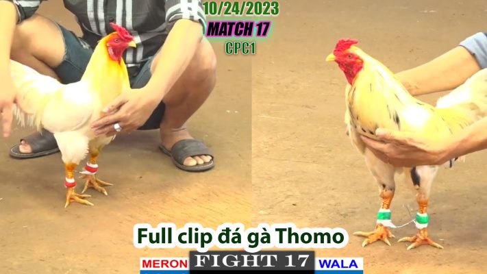 CPC1- TRẬN 17 | đá gà Thomo | 10/24/2023