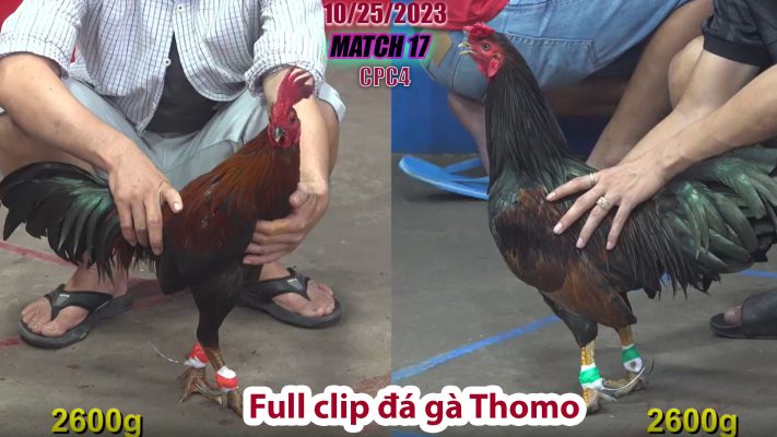 CPC4- TRẬN 17 | đá gà Thomo | 10/25/2023