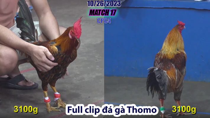 CPC4- TRẬN 17 | đá gà Thomo | 10/26/2023