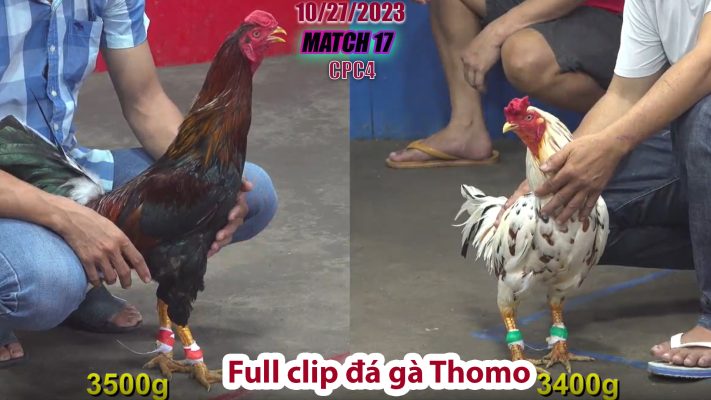 CPC4- TRẬN 17 | đá gà Thomo | 10/27/2023