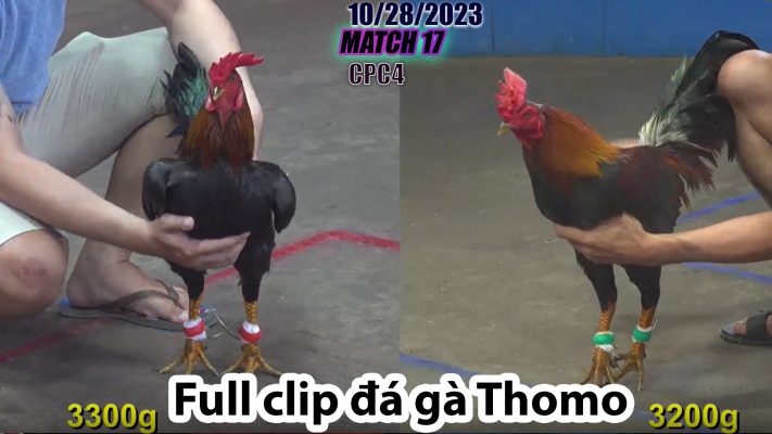 CPC4- TRẬN 17 | đá gà Thomo | 10/28/2023