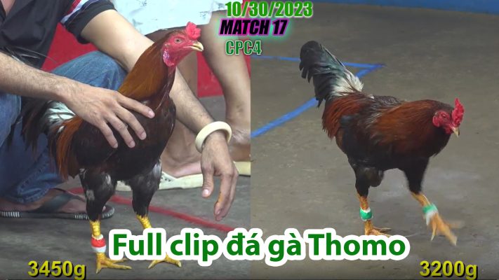 CPC4- TRẬN 17 | đá gà Thomo | 10/30/2023