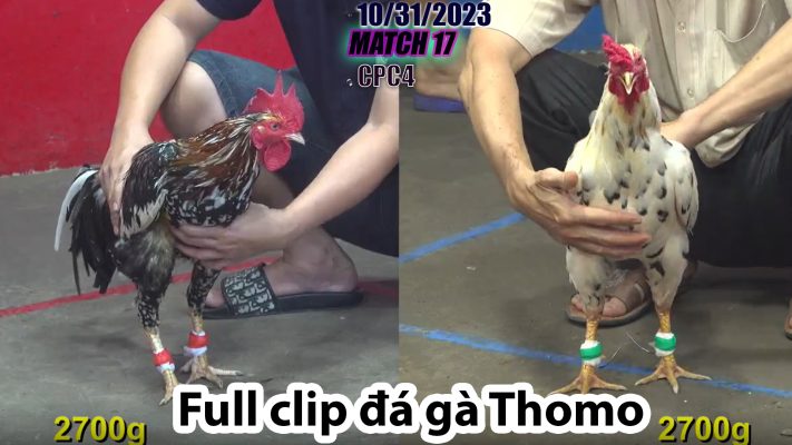 CPC4- TRẬN 17 | đá gà Thomo | 10/31/2023