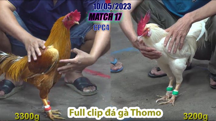 CPC4- TRẬN 17 | đá gà Thomo | 10/05/2023