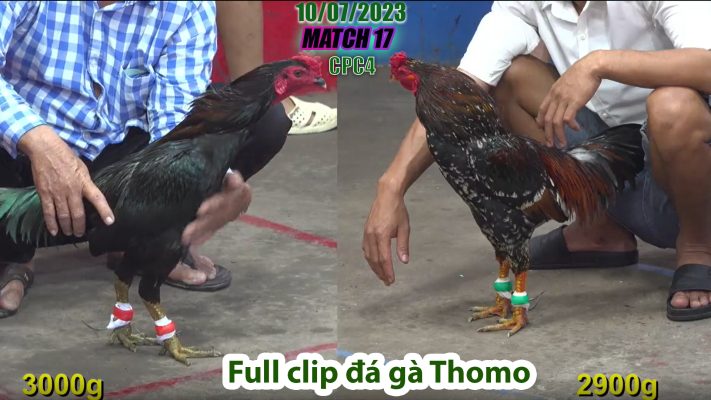 CPC4- TRẬN 17 | đá gà Thomo | 10/07/2023