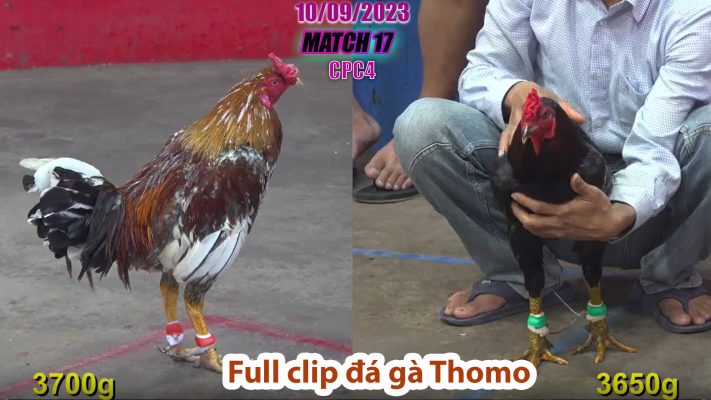 CPC4- TRẬN 17 | đá gà Thomo | 10/09/2023