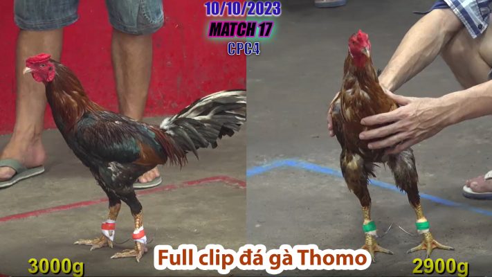 CPC4- TRẬN 17 | đá gà Thomo | 10/10/2023