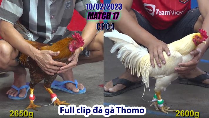 CPC4- TRẬN 17 | đá gà Thomo | 10/02/2023