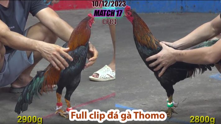 CPC4- TRẬN 17 | đá gà Thomo | 10/12/2023