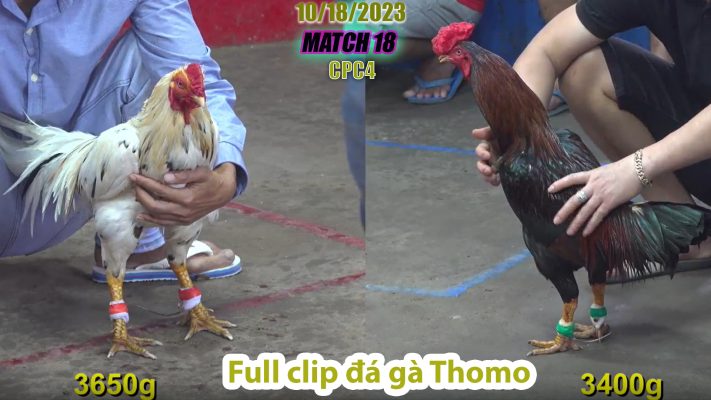 CPC4- TRẬN 18 | đá gà Thomo | 10/18/2023