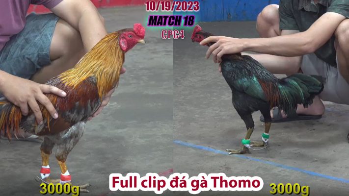 CPC4- TRẬN 18 | đá gà Thomo | 10/19/2023