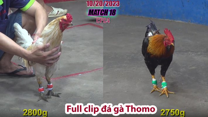 CPC4- TRẬN 18 | đá gà Thomo | 10/20/2023