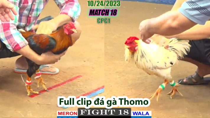 CPC1- TRẬN 18 | đá gà Thomo | 10/24/2023