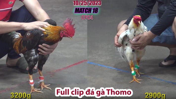 CPC4- TRẬN 18 | đá gà Thomo | 10/25/2023