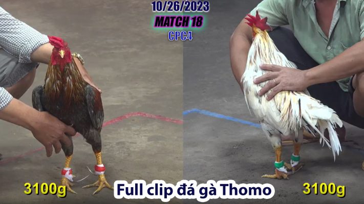 CPC4- TRẬN 18 | đá gà Thomo | 10/26/2023