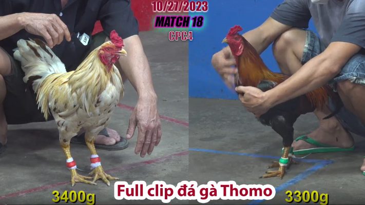 CPC4- TRẬN 18 | đá gà Thomo | 10/27/2023