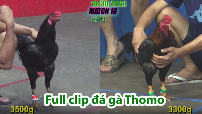 CPC4- TRẬN 18 | đá gà Thomo | 10/30/2023