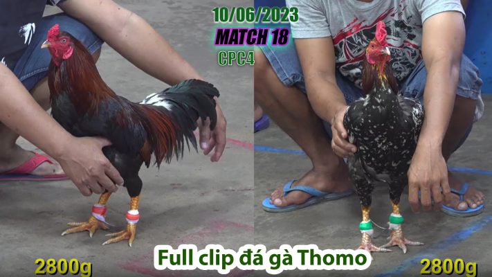 CPC4- TRẬN 18 | đá gà Thomo | 10/06/2023