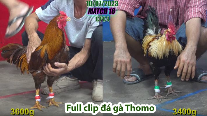 CPC4- TRẬN 18 | đá gà Thomo | 10/07/2023