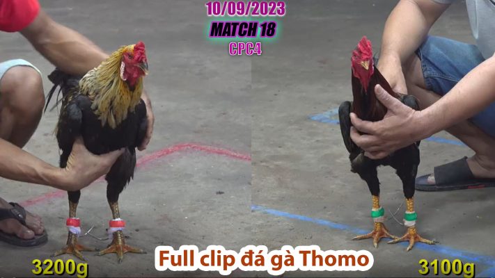 CPC4- TRẬN 18 | đá gà Thomo | 10/09/2023