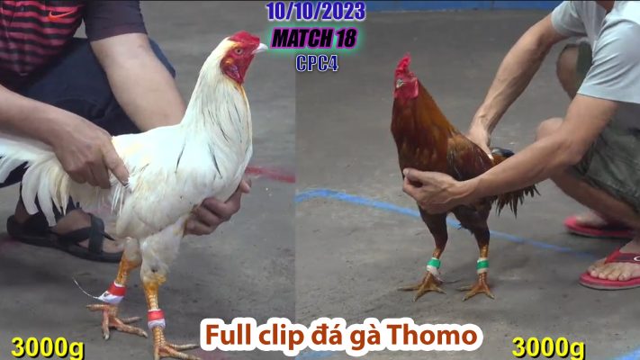 CPC4- TRẬN 18 | đá gà Thomo | 10/10/2023