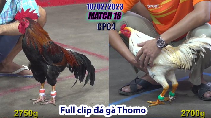 CPC4- TRẬN 18 | đá gà Thomo | 10/02/2023