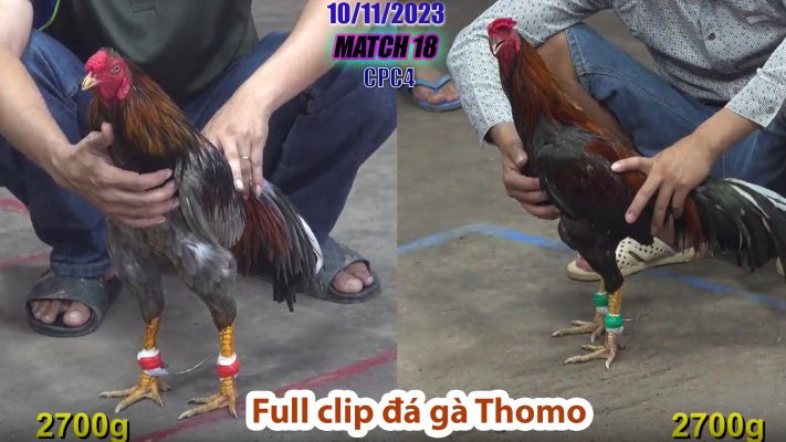 CPC4- TRẬN 18 | đá gà Thomo | 10/11/2023