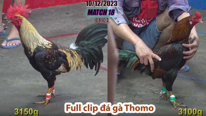 CPC4- TRẬN 18 | đá gà Thomo | 10/12/2023