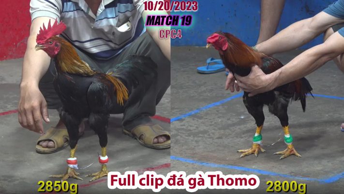 CPC4- TRẬN 19 | đá gà Thomo | 10/20/2023