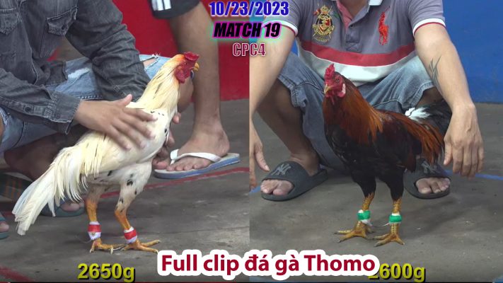 CPC4- TRẬN 19 | đá gà Thomo | 10/23/2023