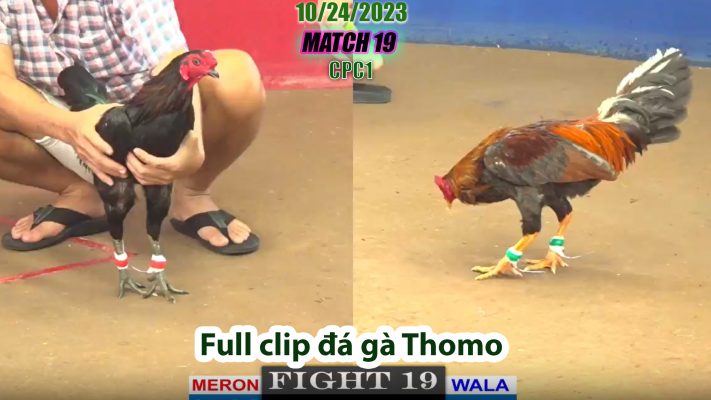 CPC1- TRẬN 19 | đá gà Thomo | 10/24/2023