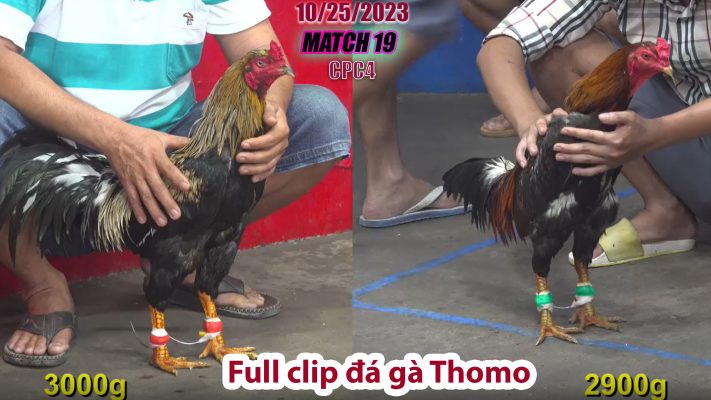 CPC4- TRẬN 19 | đá gà Thomo | 10/25/2023